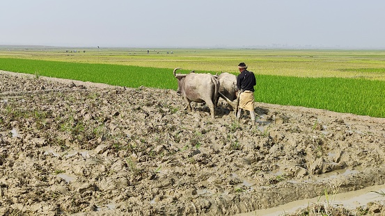 Farmers are plowing land with buffaloes to plant paddy. Sylhet, Bangladesh, 24 January 2024.