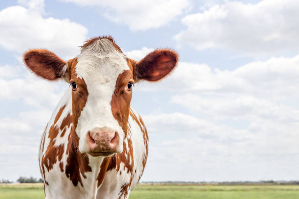 istock Cow face left side copy space, red and white, pink nose, a blue sky landscape background 1985073727