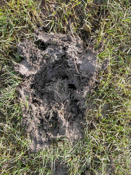 istock Horse foot prints in soil ground 1985085350