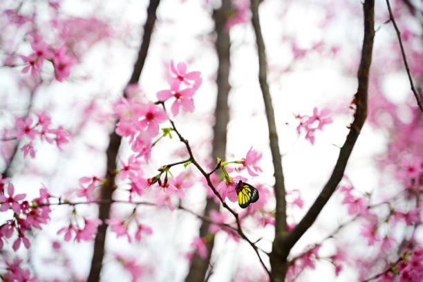 Blossoms spring and butterflies close up