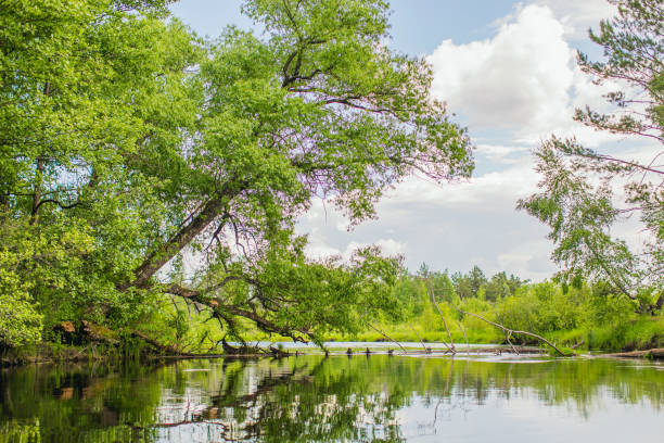 Beautiful green spring landscape. Sunny forest and a calm river