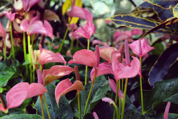 istock Pink peace lily in flower 1985089813