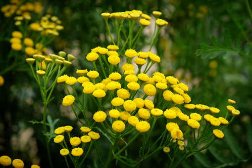 Hoa Mai tree (Ochna Integerrima) flower, traditional lunar new year (Tet holiday) in Vietnam. Apricot bloom bright yellow flowers in the spring garden. Selective focus.