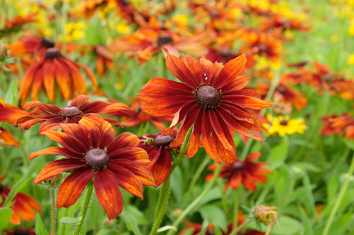 Orange and red Rudbeckia 'Autumn Colours' in flower