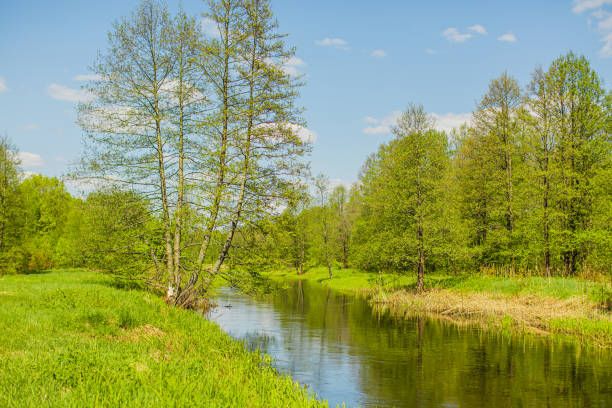Early spring view of Biebrza river wetlands and nature reserve landscape with flooded forest in Mscichy village in Podlaskie voivodship in Poland