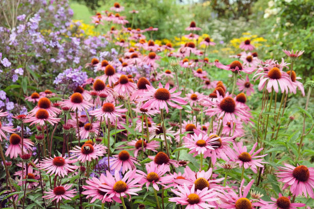 istock Pink Echinacea purpurea coneflower 'Rubinstern' in flower 1985093552