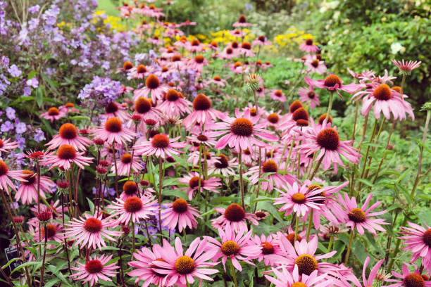 istock Pink Echinacea purpurea coneflower 'Rubinstern' in flower 1985093553