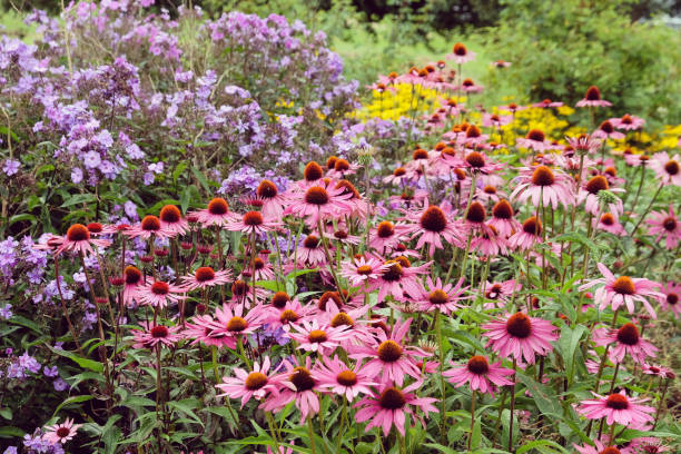 istock Pink Echinacea purpurea coneflower 'Rubinstern' in flower 1985093556