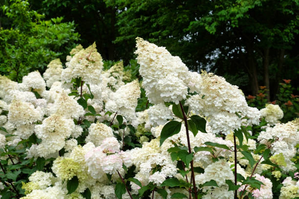 istock White pinnacle Hydrangea paniculata Vanille Fraise 'Renhy'  in flower 1985096781
