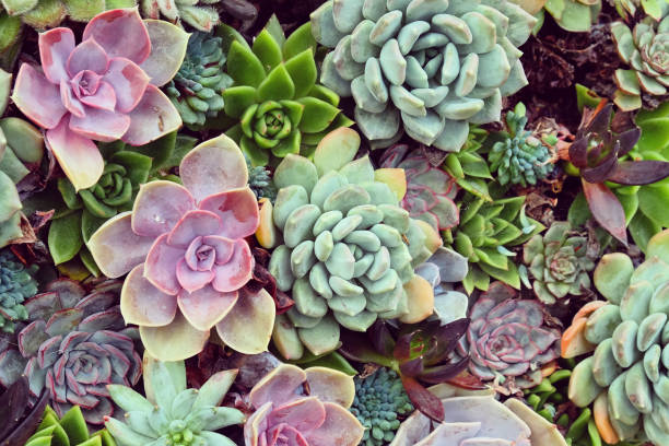 istock Sempervivum house leeks, also known as succulents. 1985096790