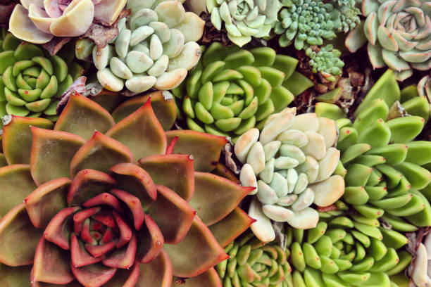 istock Sempervivum house leeks, also known as succulents. 1985097353