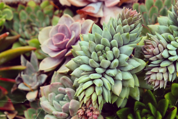 istock Sempervivum house leeks, also known as succulents. 1985097960