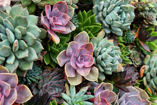 Sempervivum house leeks, also known as succulents.