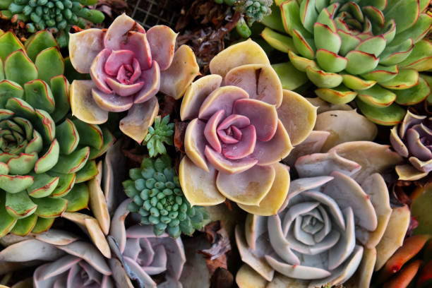 istock Sempervivum house leeks, also known as succulents. 1985100251