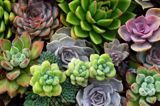 istock Sempervivum house leeks, also known as succulents. 1985100546