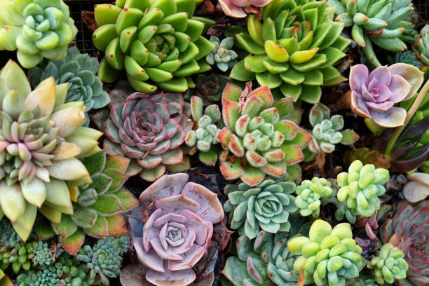 istock Sempervivum house leeks, also known as succulents. 1985100600