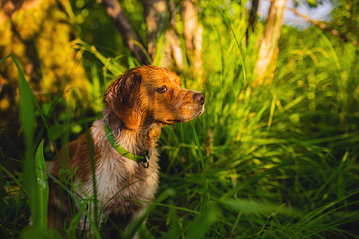 Hunting dog. Breton epañol breed