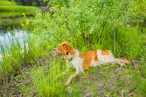 Hunting dog. Breton epañol breed