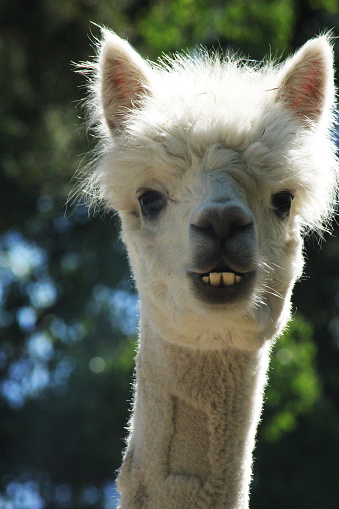 A alpaca with a cute funny face