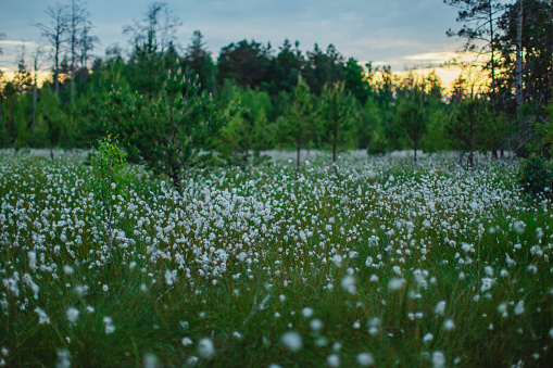 Marsh fluff. Green grass and blooming flowers.