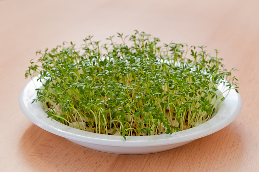 A closeup of growing cress on a white plate