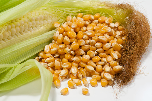 A closeup of an opened fresh corn cob and mature corn grits