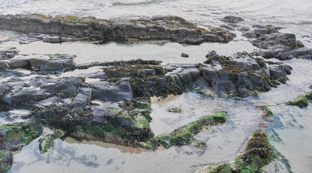 istock Coastal sea background with water, moss and black stones 1985133671