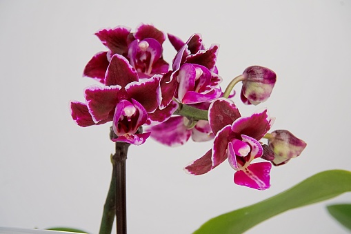 dark bloom orchid mini phalaenopsis