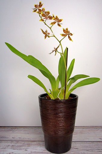 oncidium orchid in a dark pot
