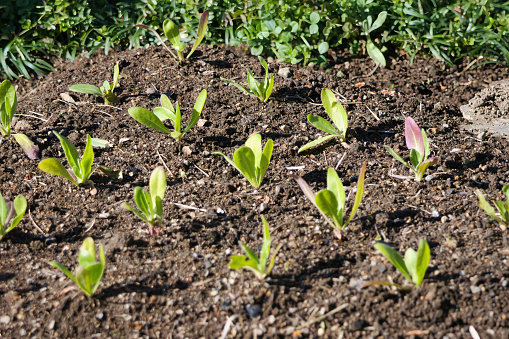 small seedlings planted regularly in a flower bed