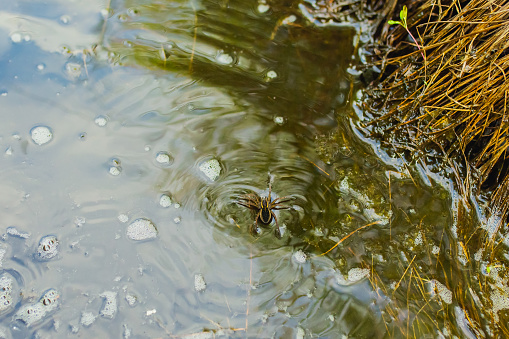 Spider on water surface.