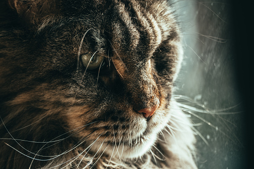 Detailed close-up of a domestic cat's face, showcasing a contemplative gaze.