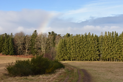 Into the nature, with fir trees and a little rainbow, in Alsace, in France