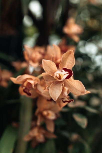 exotic beige wild orchids growing in nature, natural floral background - flower head botany florist forest ストックフォトと画像