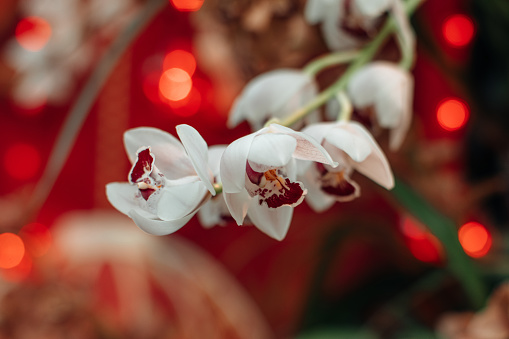 Exotic white wild orchids growing in the greenhouse, natural floral background