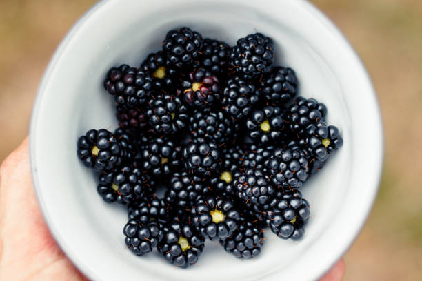 Close up of Freshly harvested organic blackberries in sustainable, compostable and recyclable containers at Trout Lake Farmer's Market in British Columbia