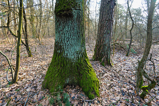 old oak trunk covered with moss in the forest