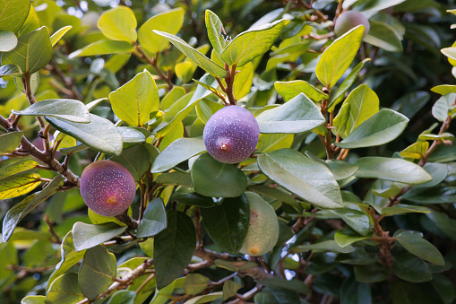 A mysterious purple fruit that has become a tree