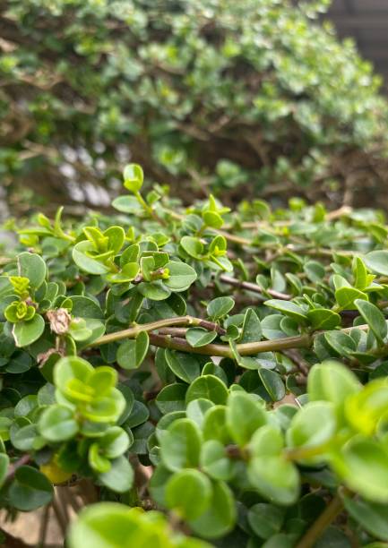 istock ornamental plants for the yard and fence 1985204097