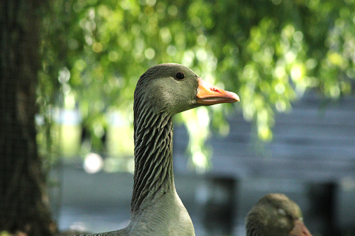 A goose looking around for foes