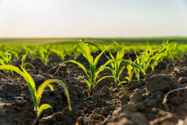 istock A field of young corn plants. Agricultural field with corn sprouts 1985210961
