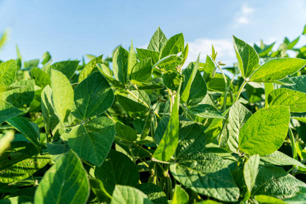 istock Soybean field. Immature soybean plants 1985210968
