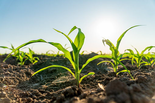 View at crop seedlings on an agricultural field in a perspective view with a blue sky background