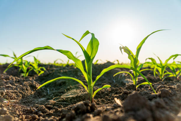 Young corn plants in the field. Beautiful young plants corn grow in the ground. Growing corn Young corn plants in the field. Beautiful young plants corn grow in the ground. Growing corn. corn sprouts stock pictures, royalty-free photos & images