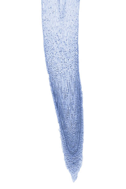 pointe de racine d’oignon, allium cepa, montrant une mitose, l.s., micrographie optique 20x - root tip photos et images de collection