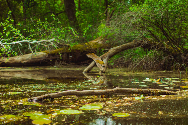 istock Lake in forest. Pond. Spring nature 1985212008