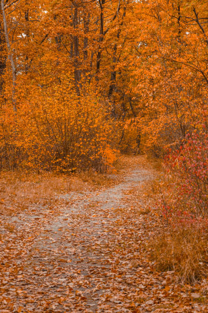 Beautiful autumn landscape on a sunny day showing footpath through the forest.