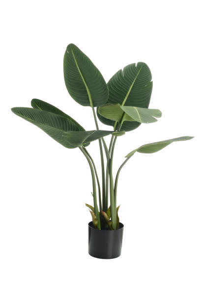 istock isolated artificial banana tree plant 1985224277
