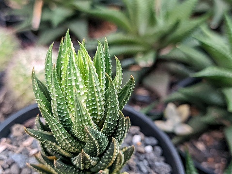 Natural background, close up view of Haworthia Reinwardtii variegated succulent plant.