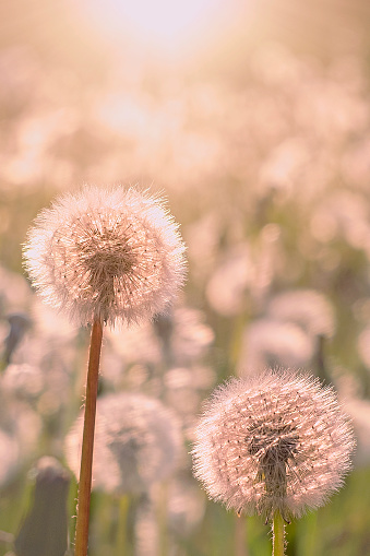 Dandelions on the meadow at sunlight background. Vertical